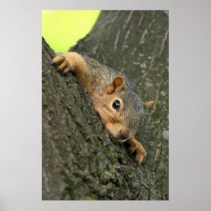 Young Tree Eichhörnchen Poster