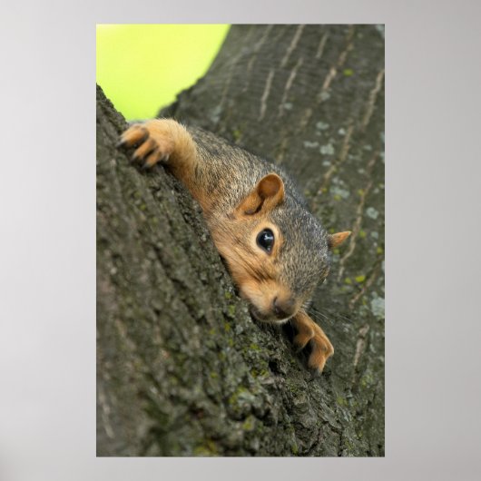 Young Tree Eichhörnchen Poster (Vorne)