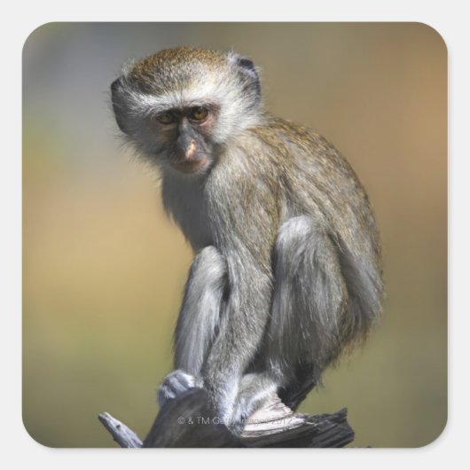 Young Vervet Monkey (Cercopithecus aethiops) in Quadratischer Aufkleber (Vorderseite)