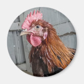 Young WelSummer Rooster Chicken Magnet (Vorne)