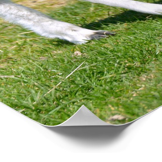 Young white an black alpaca postcard T - Shirt Poster (Ecke)