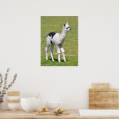Young white an black alpaca postcard T - Shirt Poster (Küche)