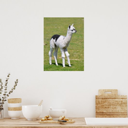 Young white an black alpaca postcard T - Shirt Poster (Küche)