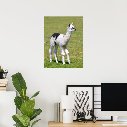 Young white an black alpaca postcard T - Shirt Poster (Heimbüro)