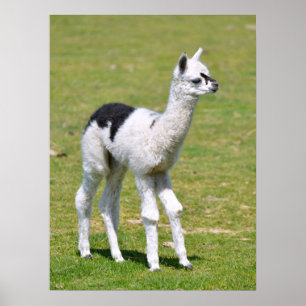 Young white an black alpaca postcard T - Shirt Poster