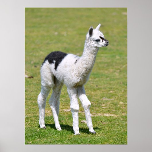 Young white an black alpaca postcard T - Shirt Poster (Vorne)