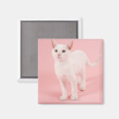 Young white cat 2 magnet (Vorderseite/Rückseite)