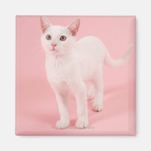 Young white cat 2 magnet (Vorne)