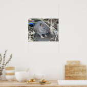 Young Wild Rat Print Poster (Küche)