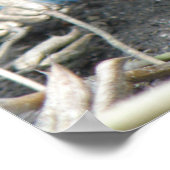 Young Wild Rat Print Poster (Ecke)