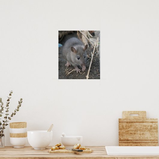 Young Wild Rat Print Poster (Küche)