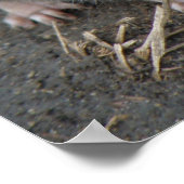 Young Wild Rat Print Poster (Ecke)