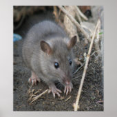 Young Wild Rat Print Poster (Vorne)