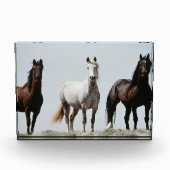 Young Wild Stallions Fotoblock (Vorderseite)