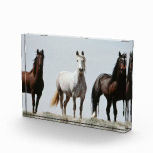 Young Wild Stallions Fotoblock