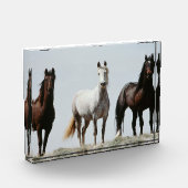 Young Wild Stallions Fotoblock (Links)