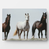 Young Wild Stallions Fotoplatte (Vorderseite)