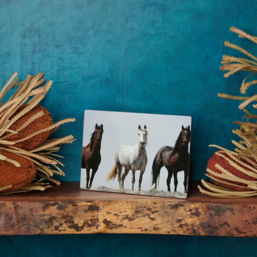 Young Wild Stallions Fotoplatte (Seite)