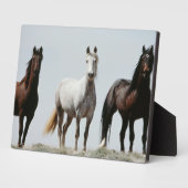 Young Wild Stallions Fotoplatte (Seite)