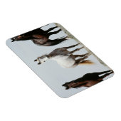 Young Wild Stallions Magnet (Rechte Seite)
