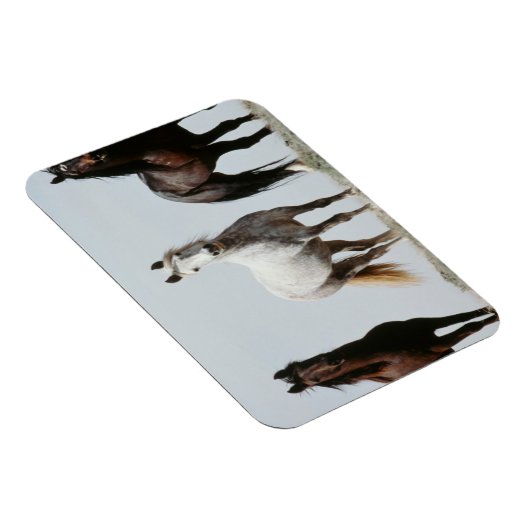 Young Wild Stallions Magnet (Rechte Seite)