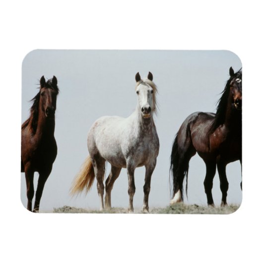 Young Wild Stallions Magnet (Horizontal)