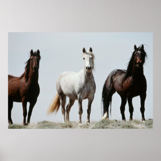 Young Wild Stallions Poster (Vorne)