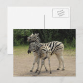 Young Zebra und Mutter Playing Postkarte (Vorne/Hinten)