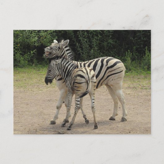 Young Zebra und Mutter Playing Postkarte (Vorderseite)