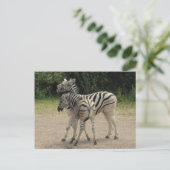 Young Zebra und Mutter Playing Postkarte (Stehend Vorderseite)