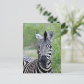 Young Zebra Wildlife of Africa Postkarte (Stehend Vorderseite)
