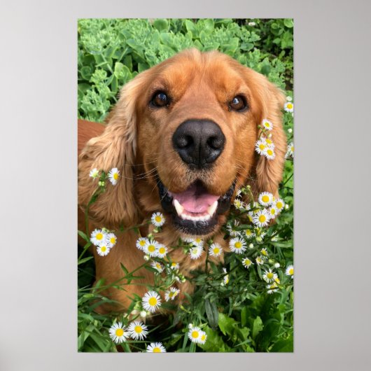 Your Dog Image Here Poster (Vorne)