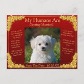 Your Pet Photo Save The Date Gold Roses Maroon Red Postkarte (Vorderseite)