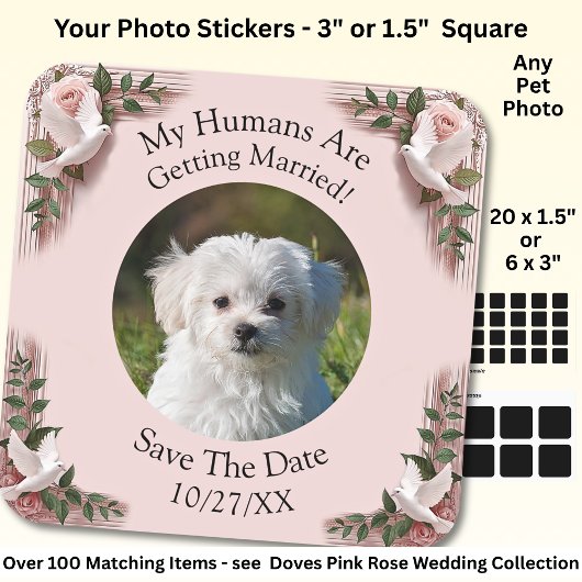 Your Pet Photo, Save The Date, Pink Roses & Doves Quadratischer Aufkleber