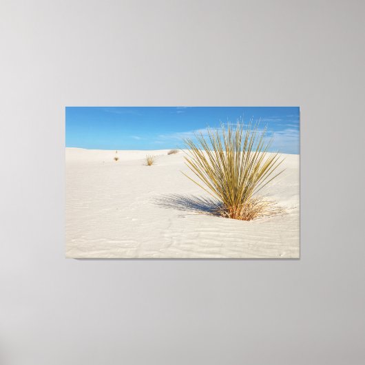 Yucca auf weißem Sand Leinwanddruck (Vorderseite)