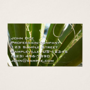 Yucca-Blätter Grüne Naturfotografie