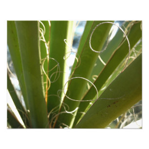 Yucca-Blätter Grüne Naturfotografie Fotodruck