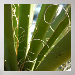 Yucca-Blätter Grüne Naturfotografie Poster