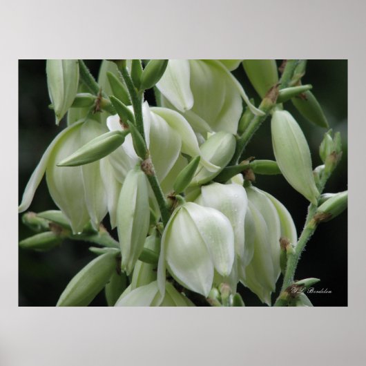 Yucca Blooms Poster (Vorne)