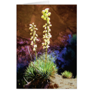 Yucca-Blume im Hauptstadt Reef