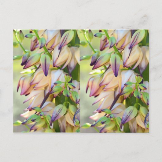 Yucca-Blume Postkarte (Vorderseite)