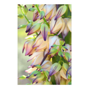 Yucca-Blumen-Fotodruck Fotodruck