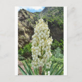 Yucca-Blumen in den Azoren Postkarte (Vorderseite)