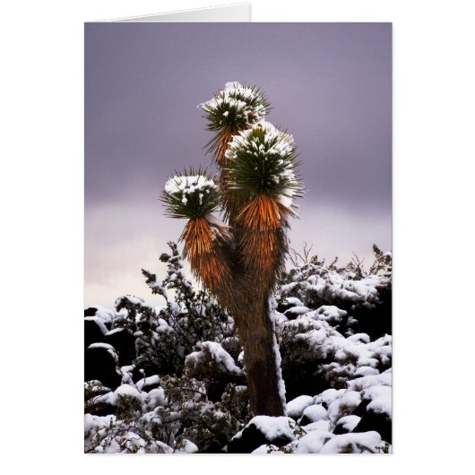 Yucca im Schnee, Schwarzer Berg Henderson Nevada (Vorne)