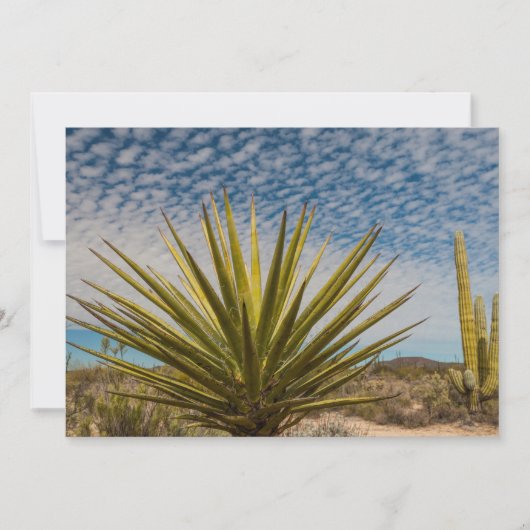 Yucca in der Wüste, Mexiko Dankeskarte (Vorderseite)