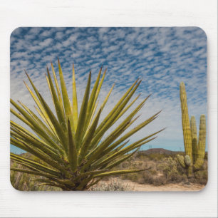 Yucca in der Wüste, Mexiko Mousepad