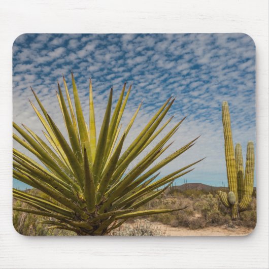 Yucca in der Wüste, Mexiko Mousepad (Vorne)