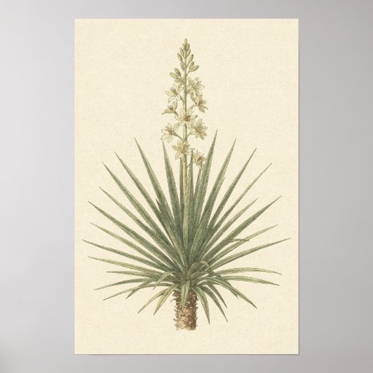 Yucca-Pflanze Botanisches Poster (Vorne)