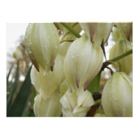 Yucca-Pflanze