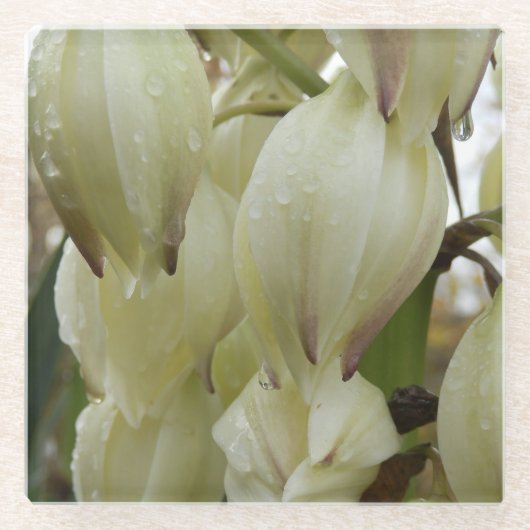 Yucca-Pflanze Glasuntersetzer (Vorderseite)